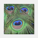 Search for peacock feathers photography Green