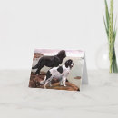 Search for newfoundland dog cards Animals