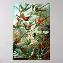 Search for art forms of nature posters Hummingbirds