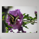 Search for swallowtail butterfly posters Garden
