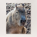 Search for capybara puzzles South america
