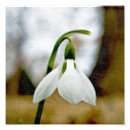 Search for snowdrop art White