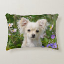Search for chihuahua cushions Funny