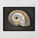 Search for seashell decorations cards Shells