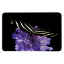 Search for zebra longwing butterfly Animal
