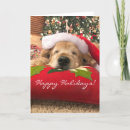Search for golden retriever christmas cards Cute