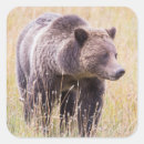 Search for grizzlies stickers Brown
