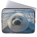 Search for baby seals electronics Seal pup