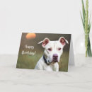 Search for pitbull birthday cards Pets