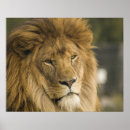 Search for lion posters Jungle