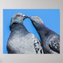 Search for pigeons posters Nature