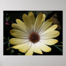 Search for osteospermum posters Nature