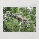 Search for iguana postcards Nature
