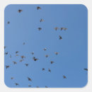 Search for flock stickers Nature