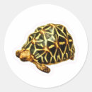 Search for tortoise stickers Turtle lover