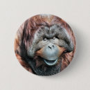 Search for orangutans badges Animal