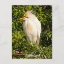 Search for egrets postcards Wildlife