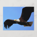 Search for eagle wing postcards Nature