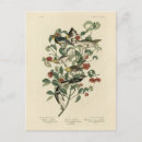 Search for birds of america postcards Illustration