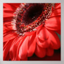 Search for gerbera daisy colours art Daisies