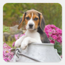 Search for cute beagle stickers Funny