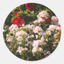 Search for red hibiscus flower stickers Garden