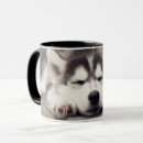 Search for husky puppy mugs Alaskan malamute