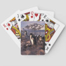 Search for penguins playing cards Bird
