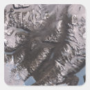 Search for dry stickers Outdoors