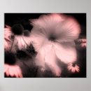 Search for black and white flower posters Nature