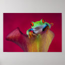 Search for callidryas posters Frog