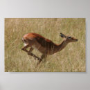 Search for rhinoceros paintings posters Lion
