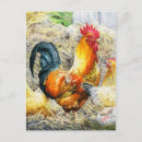 Search for brahma chicken postcards Hen