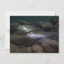 Search for swims postcards Wildlife