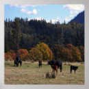 Search for herding posters Photograph