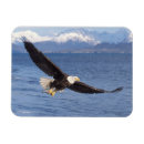 Search for bird flight magnets Raptor