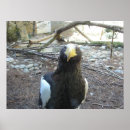 Search for endangered birds posters Eagle