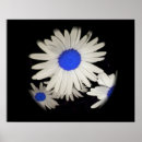 Search for abstract daisy art Photography