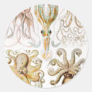 Search for octopus illustration stickers Ernst haeckel