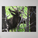 Search for colorado posters Elk