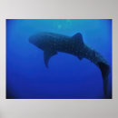 Search for whale shark posters Underwater