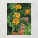 Search for lantana postcards Flowers