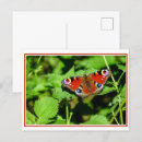 Search for peacock butterfly postcards Wildlife