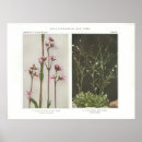 Search for rag posters Flower