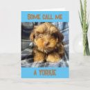 Search for yorkies photography Birthday