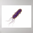 Search for flagellation posters Magnification