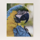 Search for parrots puzzles Macaw