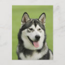 Search for malamute postcards Dog