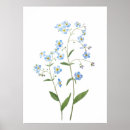 Search for forget me not flower posters Watercolor
