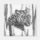 Search for cheetahs magnets Jungle